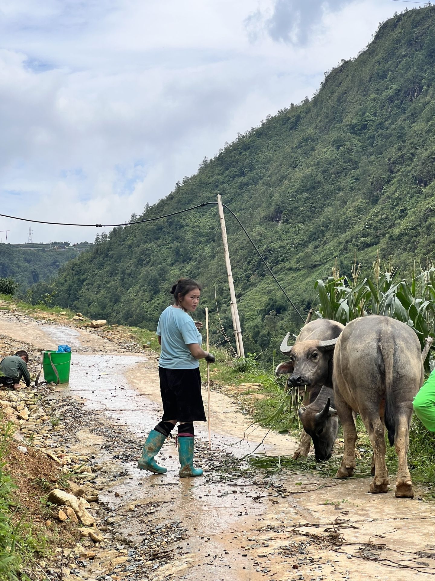 Sapa Vietnam buffalo