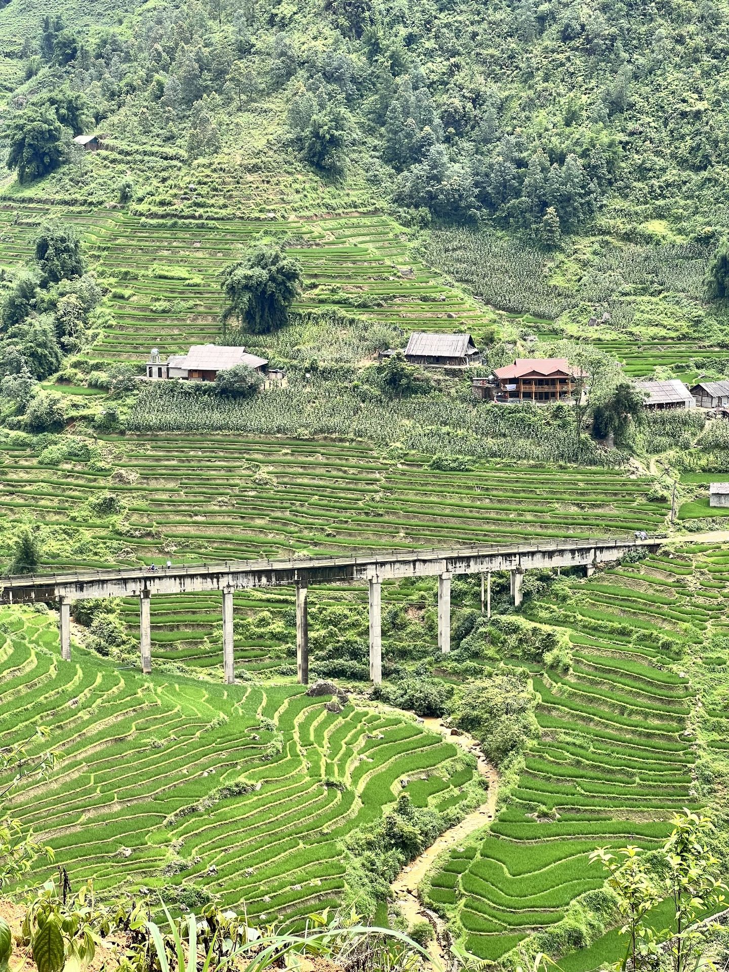 Terrazas de arroz en las montañas de Sapa